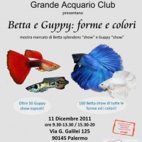 Betta e Guppy Forme e Colori